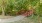 outdoor walking path with a red bridge